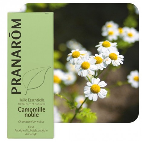 Huile essentielle de Camomille romaine - 5 ml Huile essentielle de Camomille romaine - 5 ml