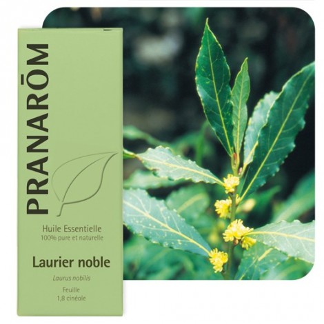 Huile essentielle de Laurier noble Huile essentielle de Laurier noble