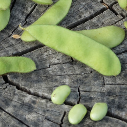 Graines de Edamame Green Shell