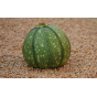 Graines de courgette de Nice à fruit rond