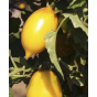 Graines de tomate Téton de Vénus jaune
