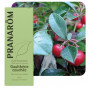 Wintergreen essentiële olië