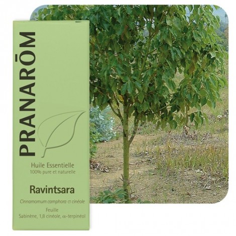 Ravintsara essentiële olië Ravintsara essentiële olië