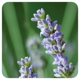 Etherische olie - Fijne Lavendel BOB