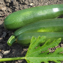 Graines de Courgette Zuboda - 2 g